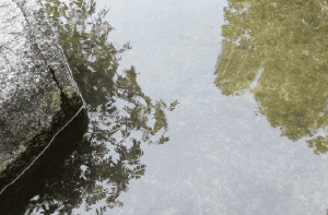 Ripples in the pond shot and created by GIF Studio
